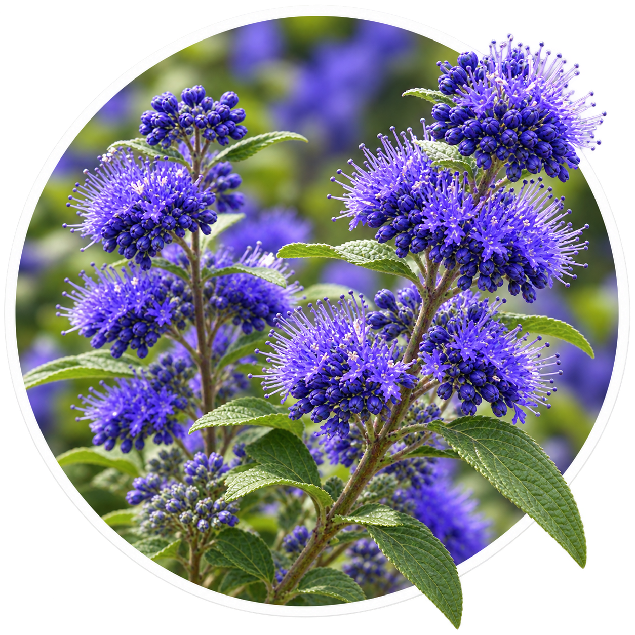 Кариоптерис/Caryopteris mongholica