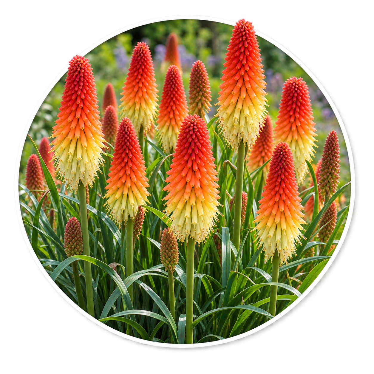 Книфофия ягодная/Kniphofia uvaria