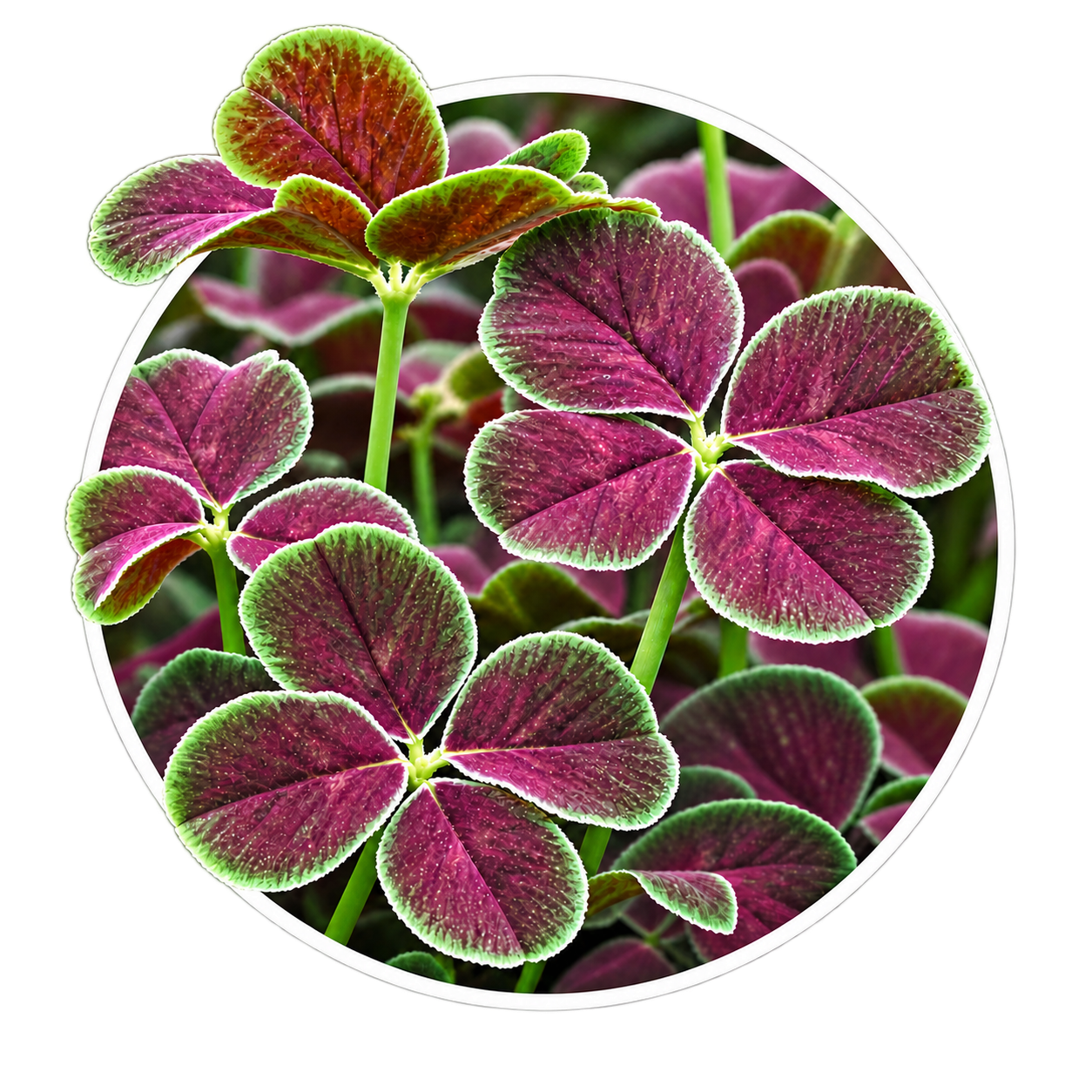 Клевер/Trifolium