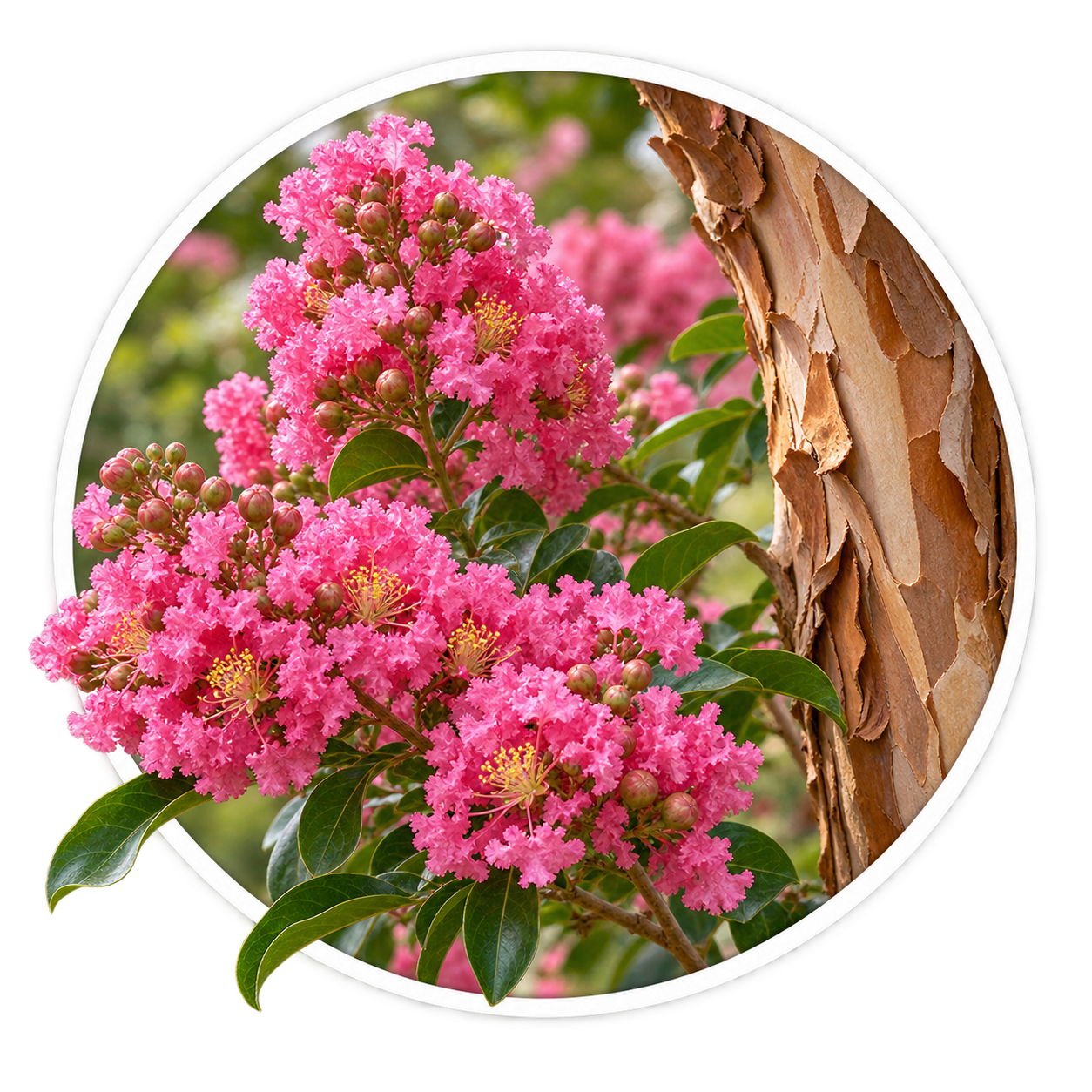 Лагерстремія індійська/Lagerstroemia indica