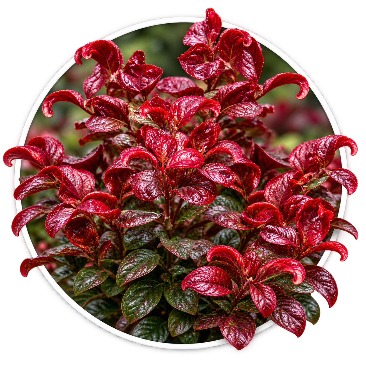 Леукотоє пазушна/Leucothoe axillaris
