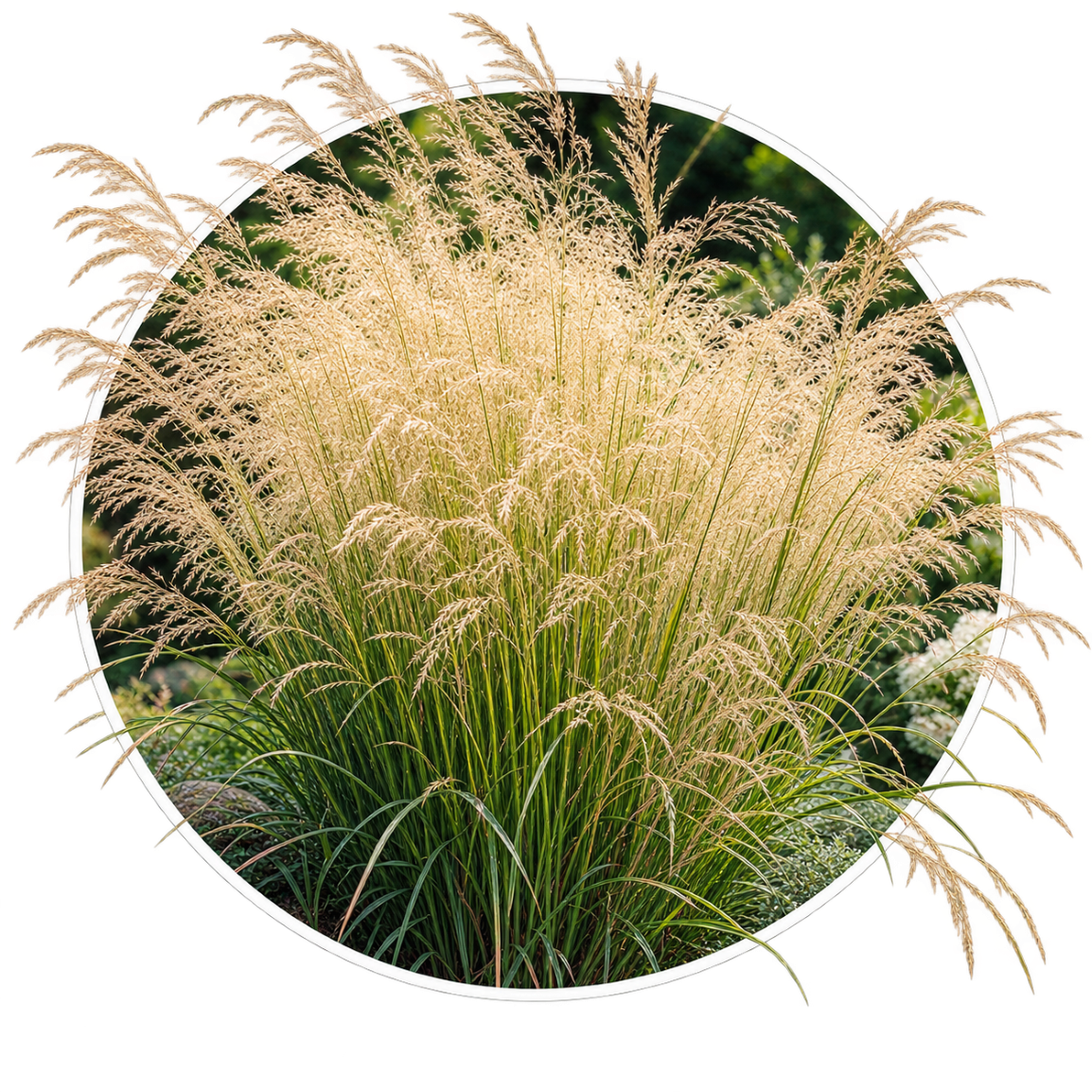 Луговик/Deschampsia