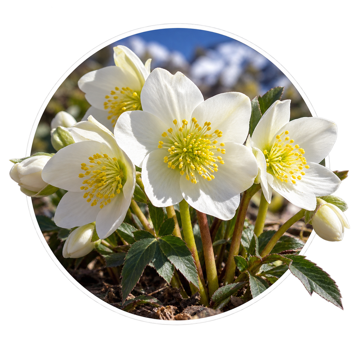Морозник/Helleborus