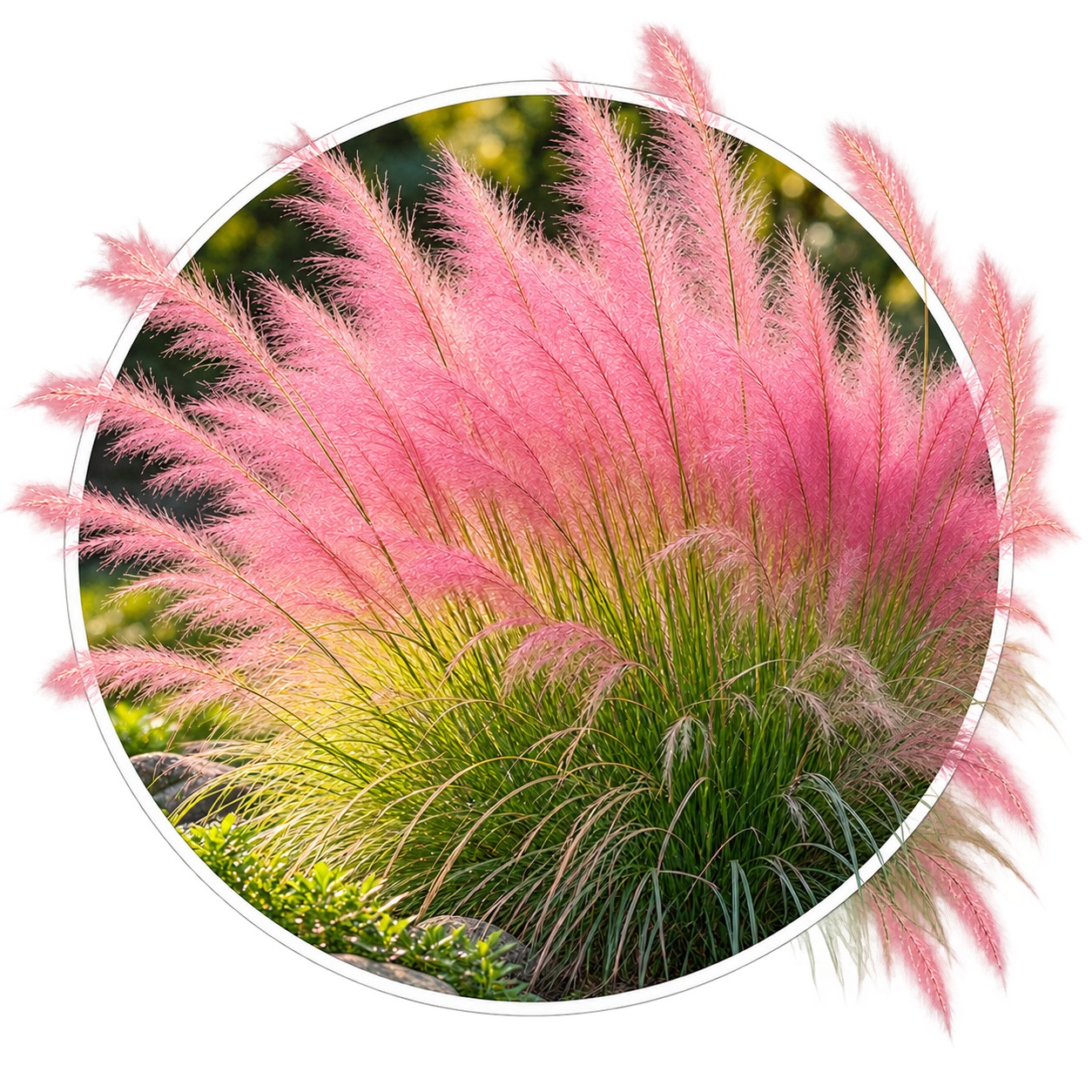Муленбергія/Muhlenbergia
