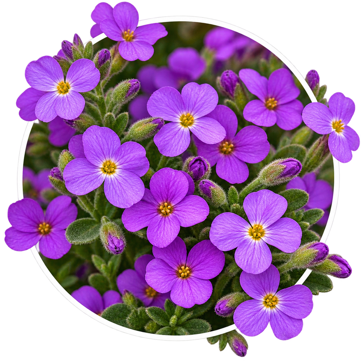 Обриета/Aubrieta