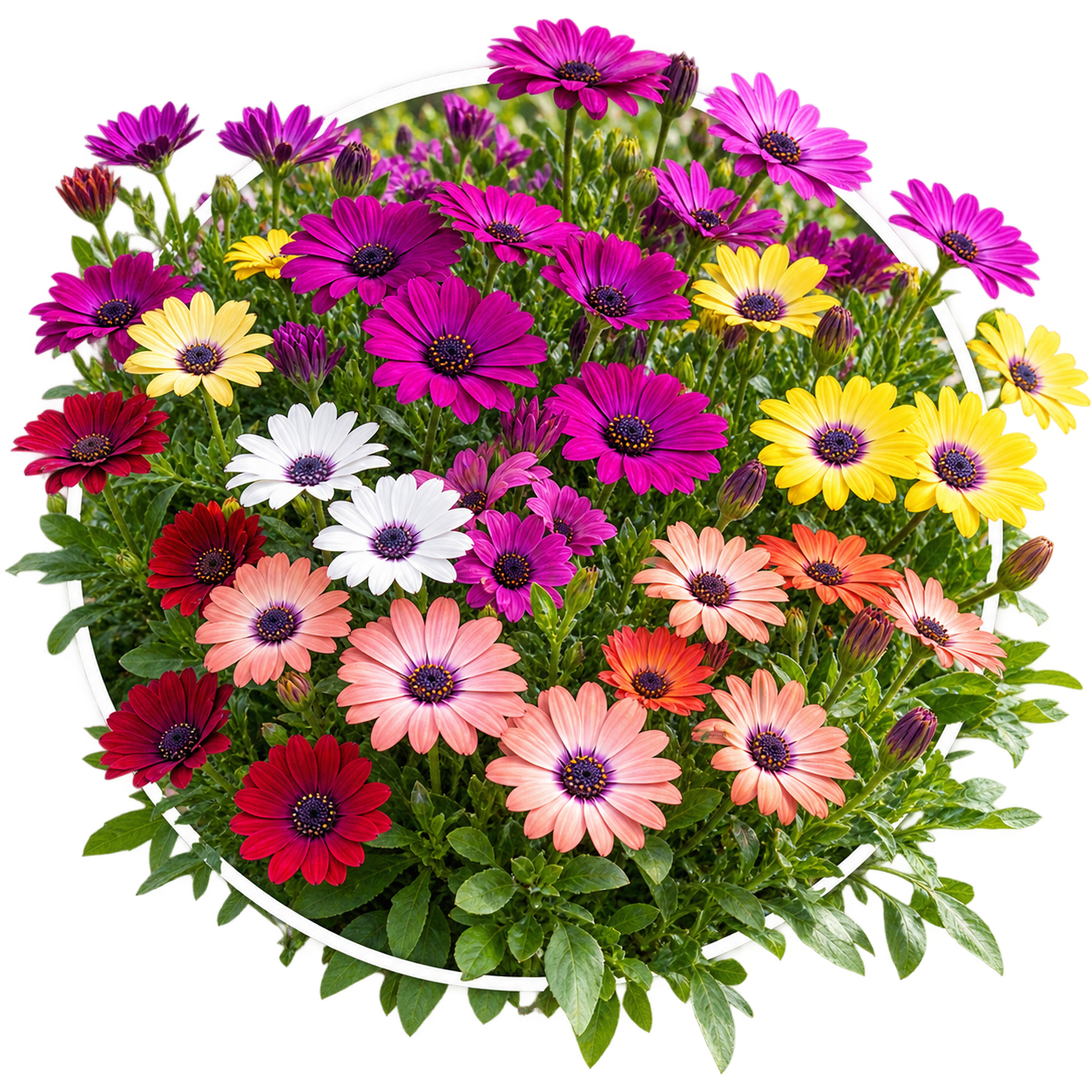 Остеоспермум/Osteospermum