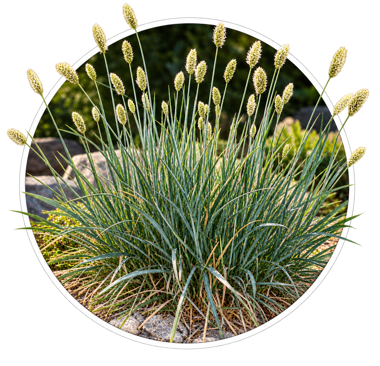 Сеслерия/Sesleria