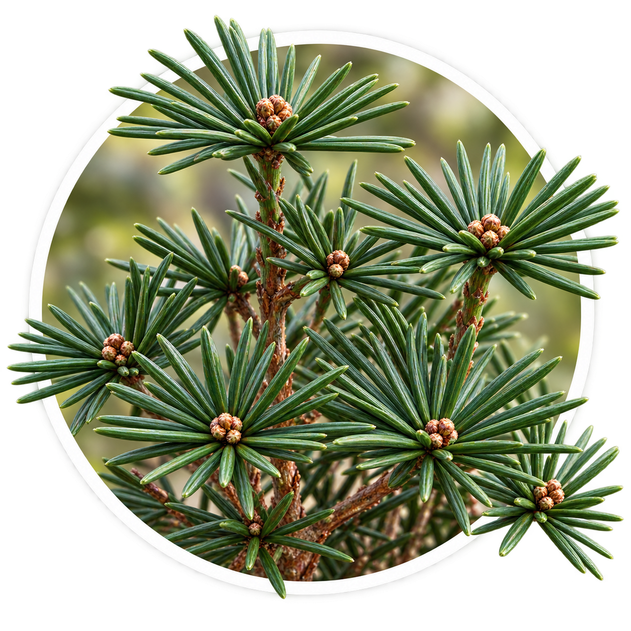 Сціадопітіс мутовчастий/Sciadopitys verticillata