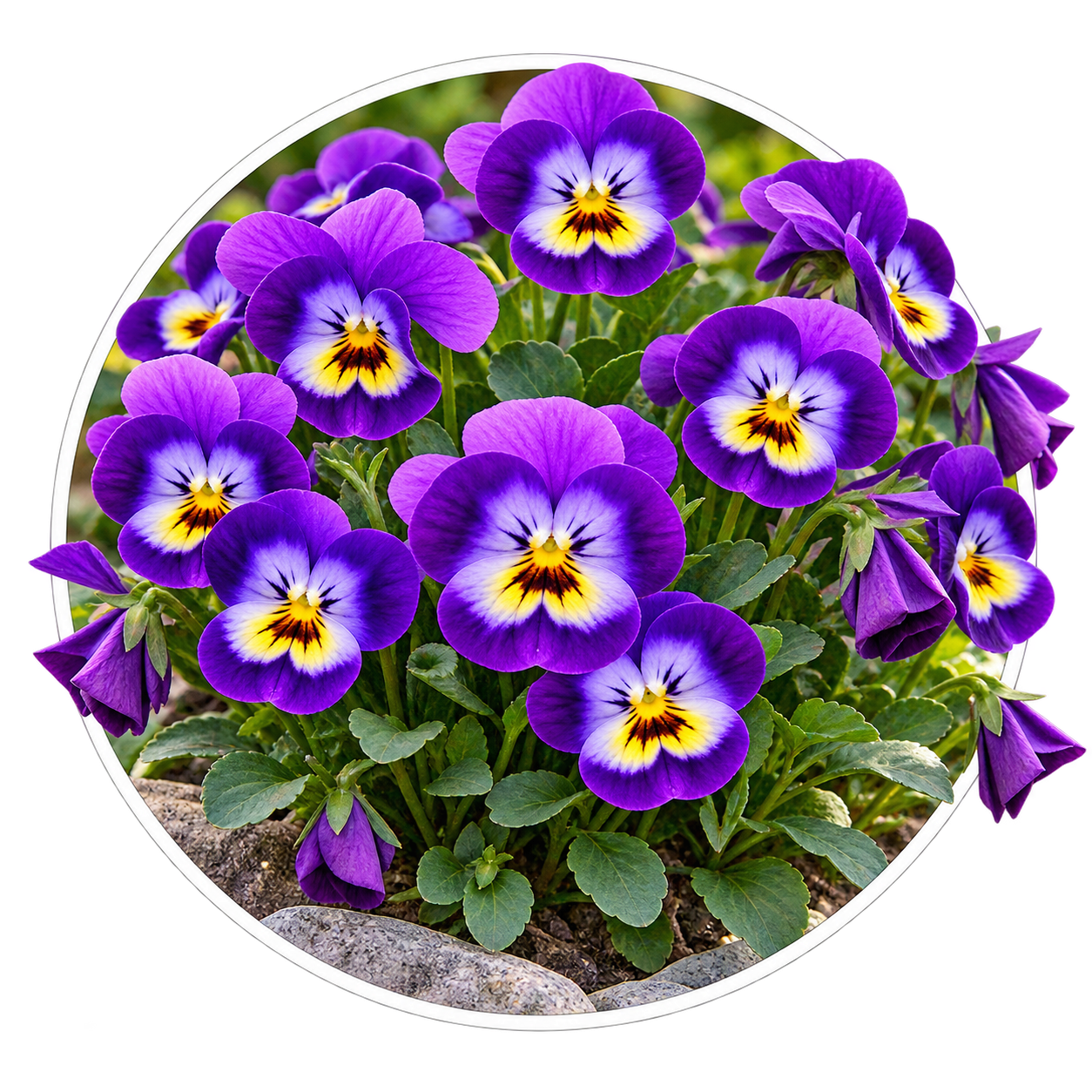 Фіалка/Viola