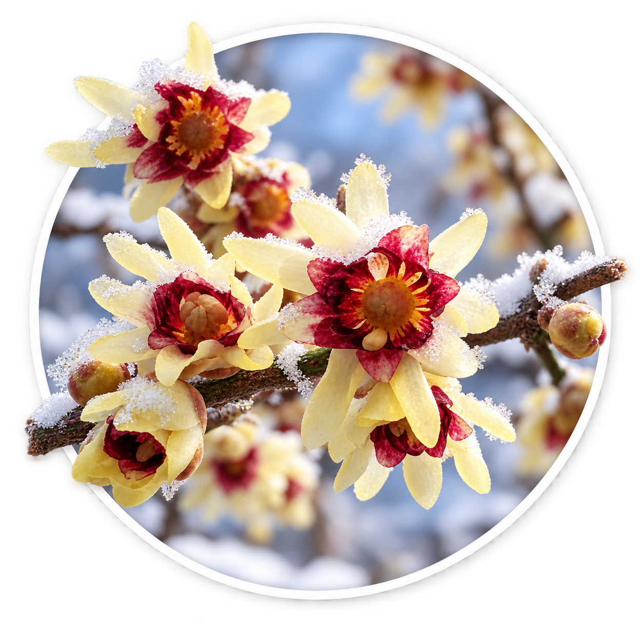 Химонант/Chimonanthus praecox