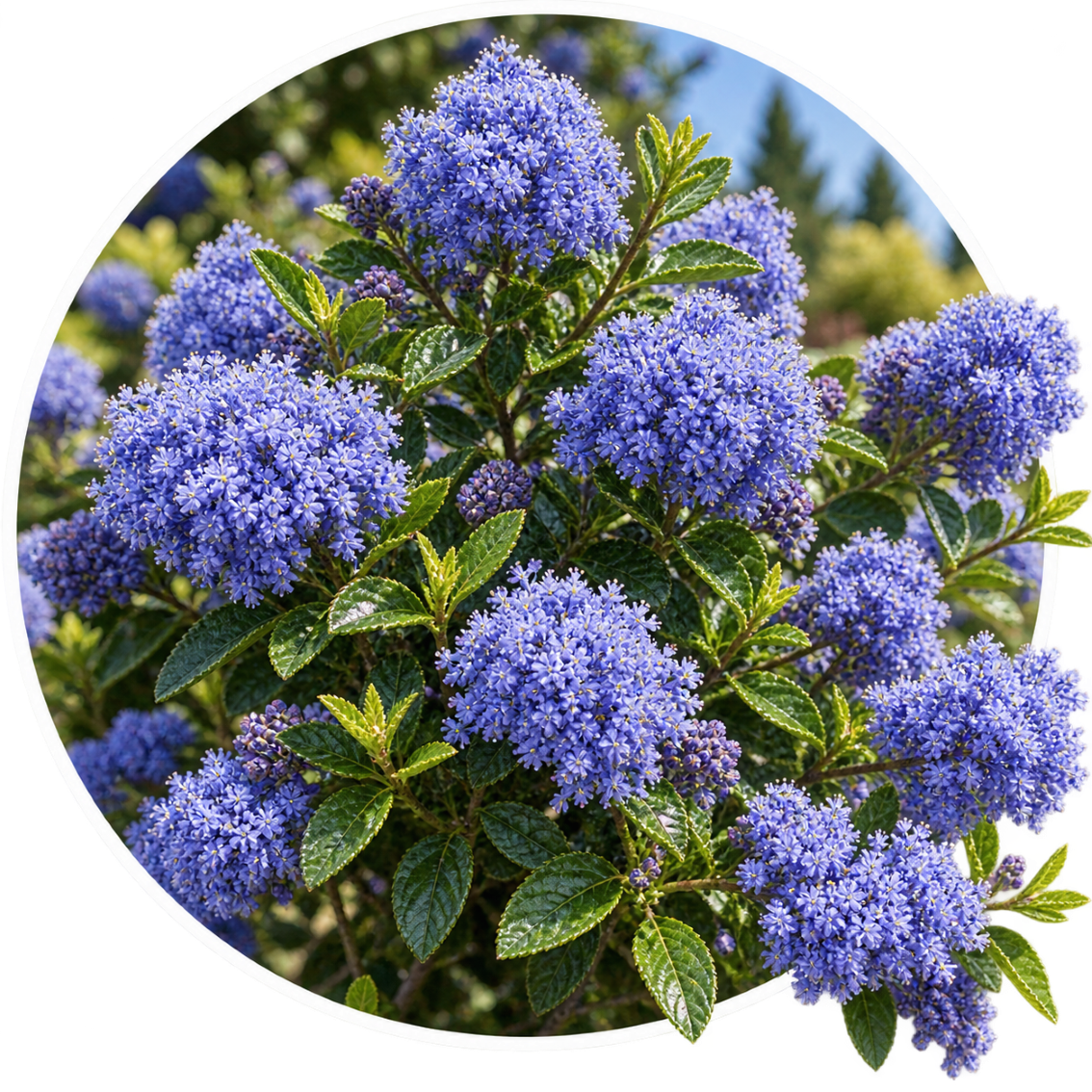 Цеанотус/Ceanothus thyrsiflorus