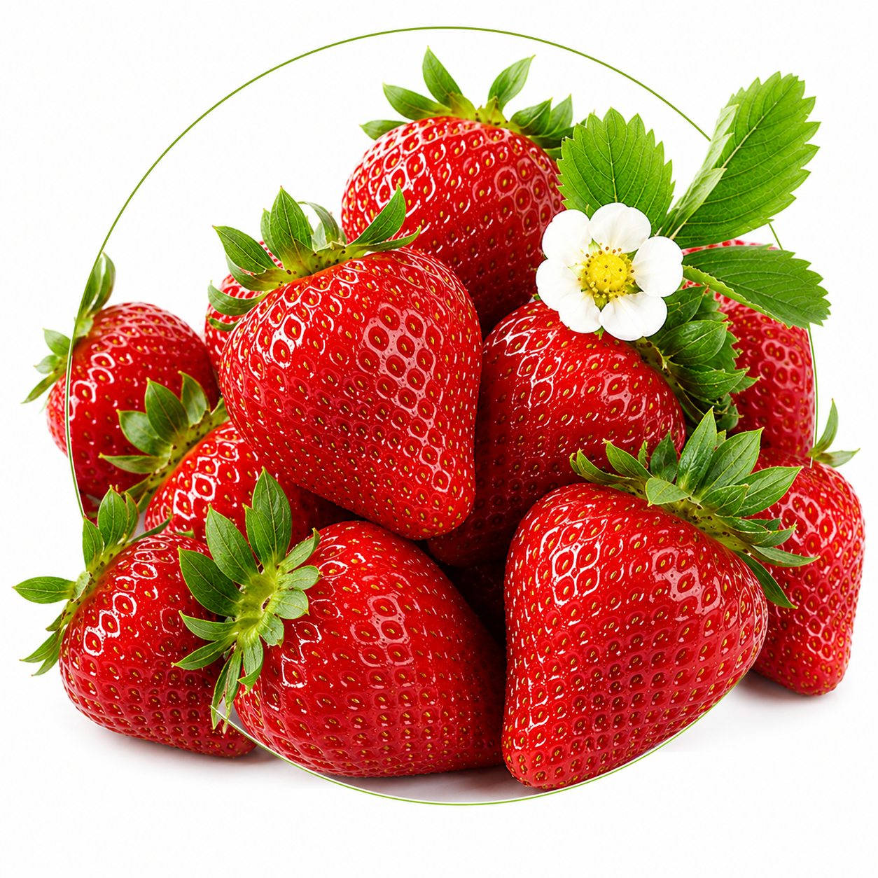 Полуниця Fragaria