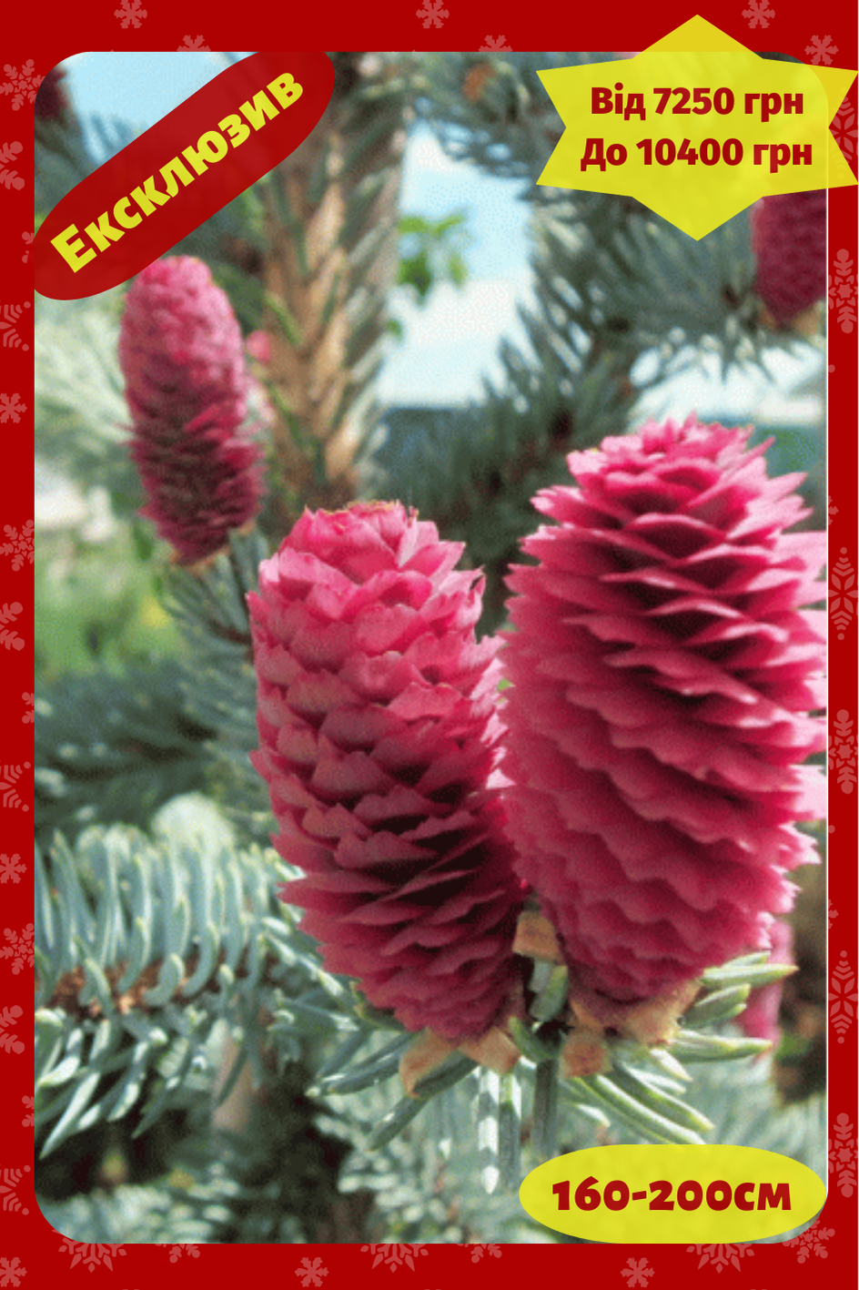 Ялина колюча Хупсi