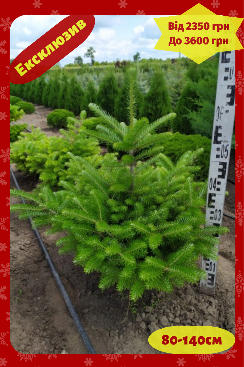 Ялиця корейська